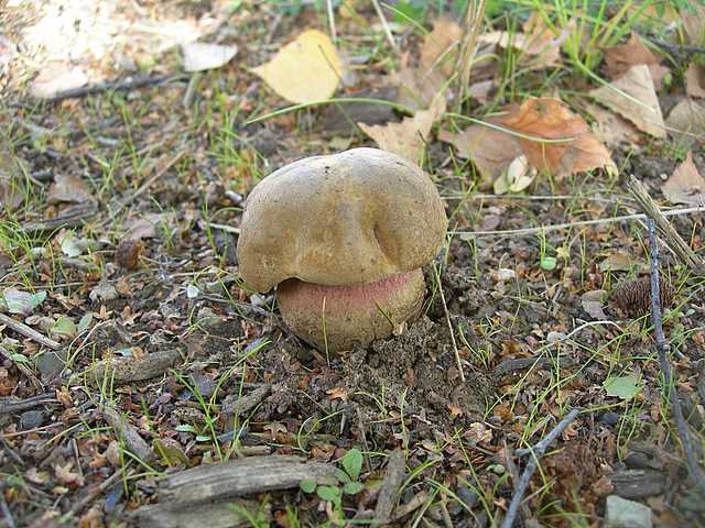 Le  meraviglie della foresta